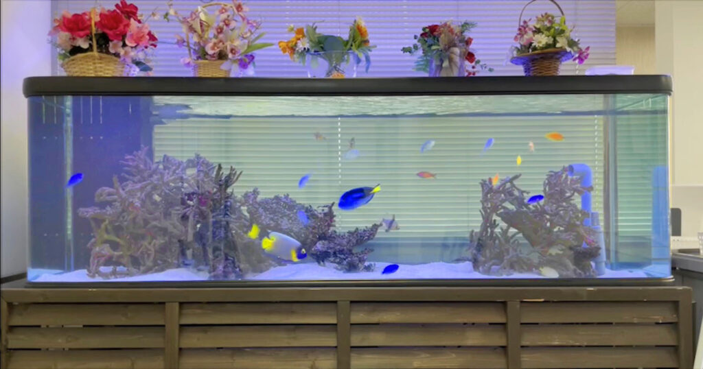 １８０cm 海水魚水槽(福岡県春日市） | 福岡 アクアシモンズ