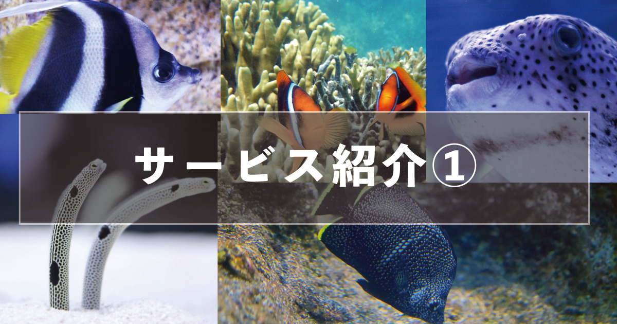 海水魚水槽の設置（初めての方向け） | 福岡 アクアシモンズ